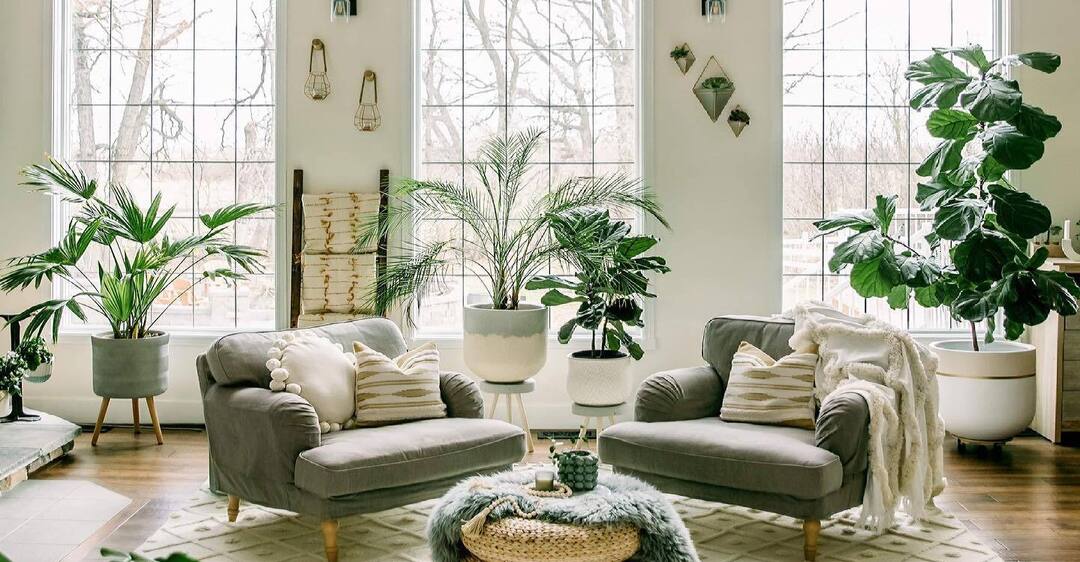 Les plantes d’intérieur : comment elles changent l’atmosphère